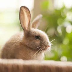 Скачать взлом 1 picture and a few words [МОД Много монет] на Андроид